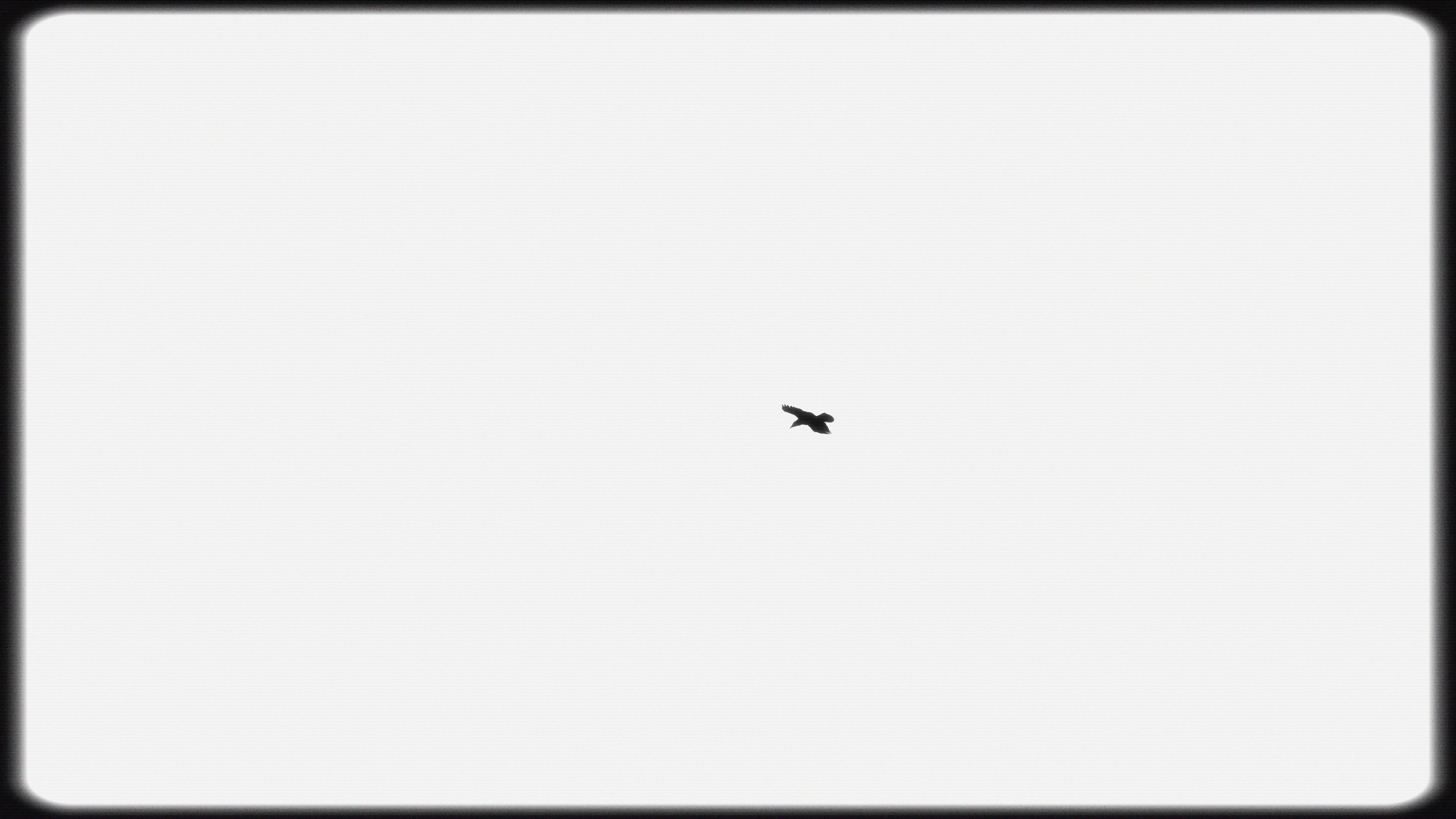 solitary raven in the sky