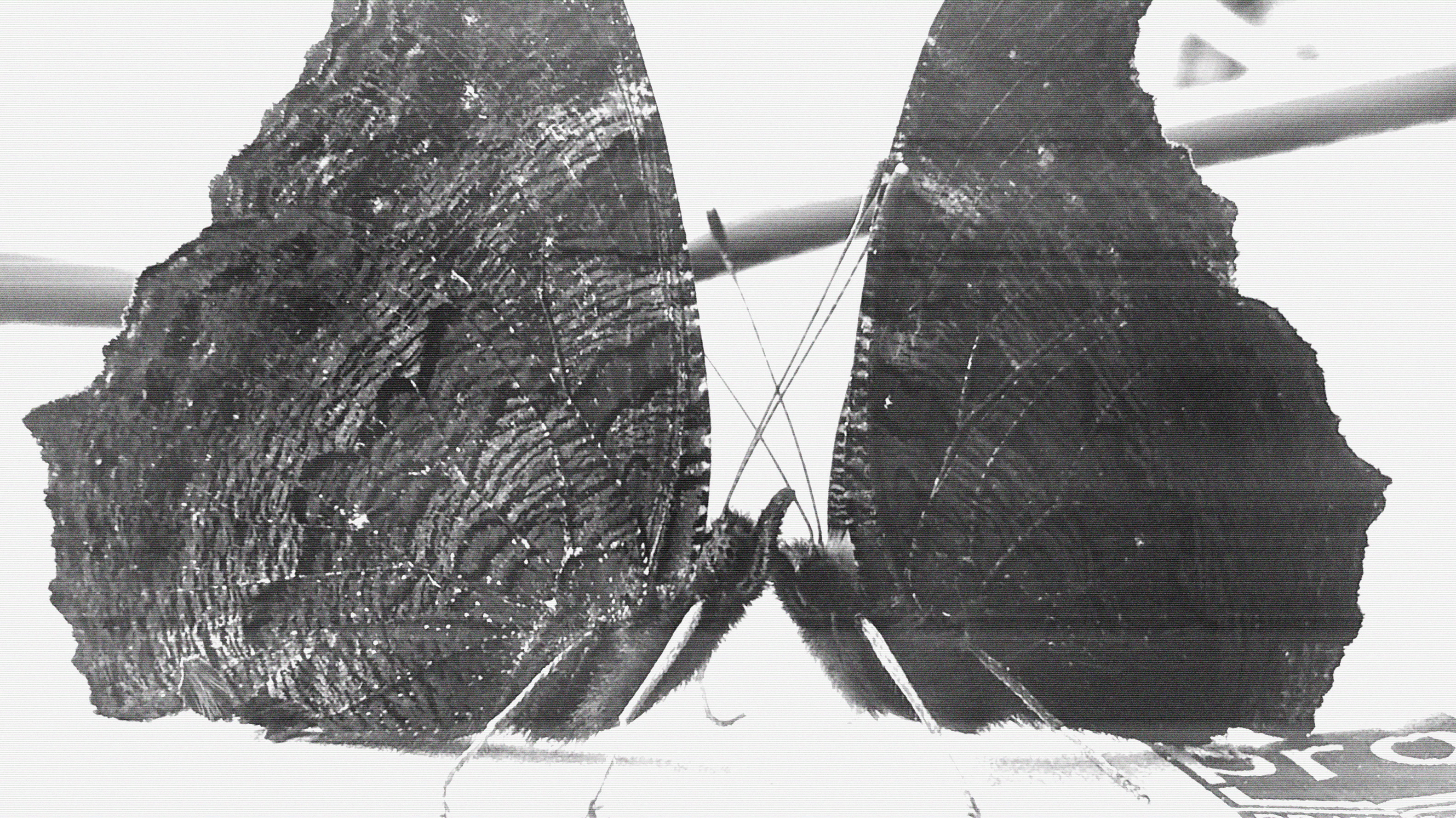 two butterflies facing each other